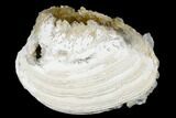 Fossil Clam with Fluorescent Calcite Crystals - Ruck's Pit, FL #177742-2